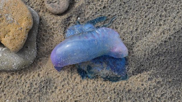 Las playas de Cádiz se llenan de medusas y pepinos de mar por el temporal