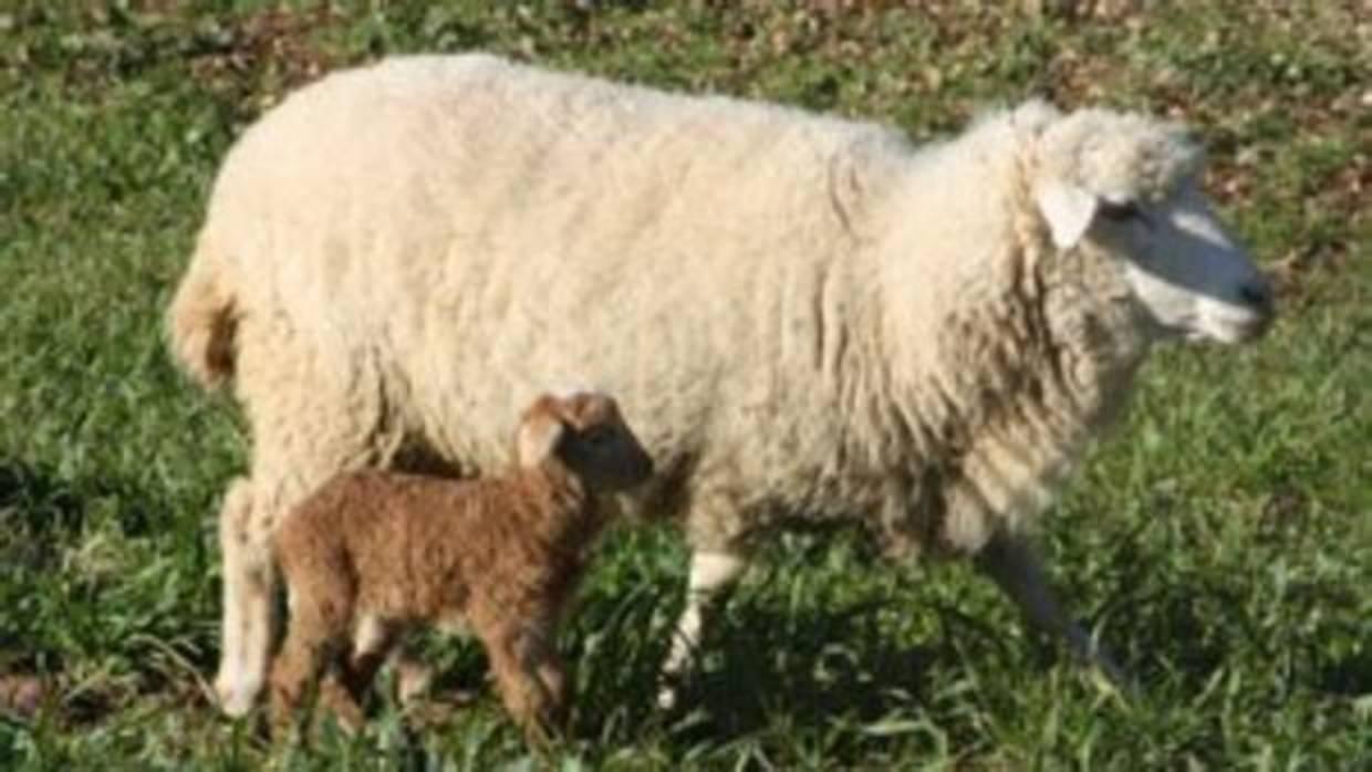 Agricultura trabaja en la mejora de la oveja merina de Grazalema con nuevas técnicas de reproducción