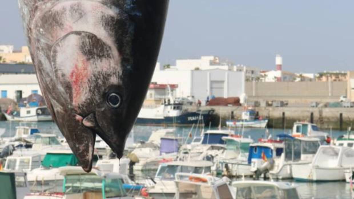 Los primeros atunes de la almadraba de Barbate ya han asomado.