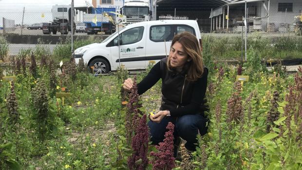 Susana Vilariño ha experimentado junto a su equipo con más de 40 variedades de quinoa