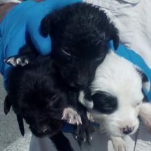 Tres de los cachorros rescatados