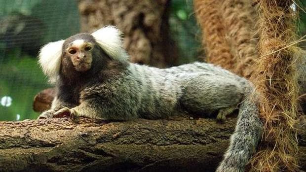 Se llevan tres monos Titi del zoo de Guillena, en Sevilla, para venderlos a un alto precio