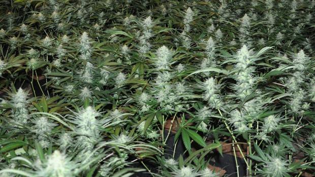 Desmantelada una nave con 1.700 macetas de marihuana en Lebrija