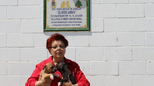 La protectora de animales de Los Palacios organiza un desfile canino como gancho para adoptar