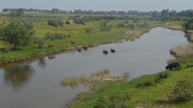 Una manada de toros cruzando el río Guadiamar en Aznalcóllar (Sevilla), en una zona restaurada tras el vertido de la mina