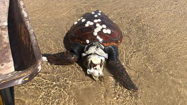 Encuentran un ejemplar de tortuga boba en la playa de Fuentebravía