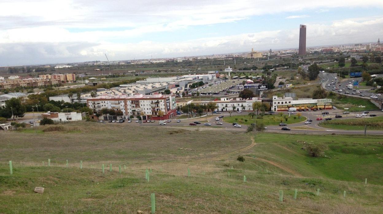 Los árboles plantados recientemente antes de ser arrasados por el incendio de este pasado martes