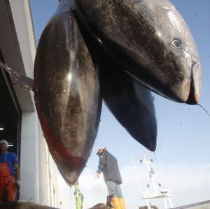 Pesca de atún de almadraba