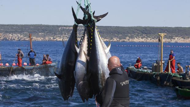 La campaña de pesca del atún culmina con más de 6.000 capturas