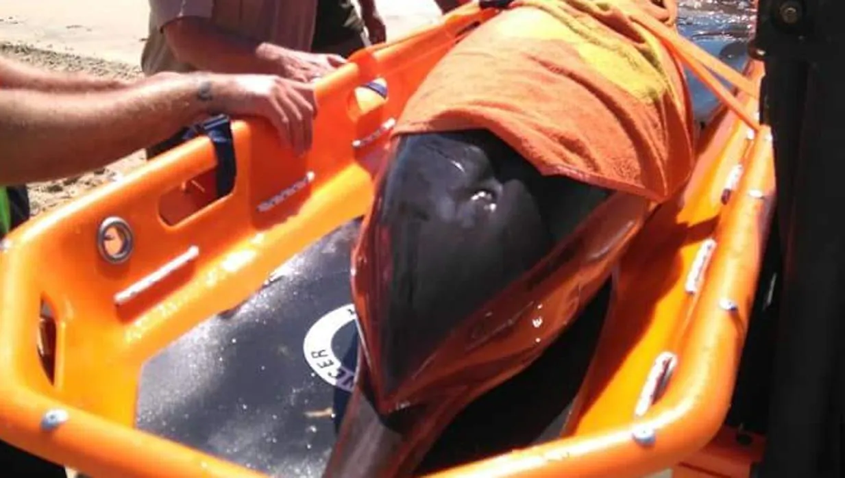 Rescatan a un delfín varado en Camposoto