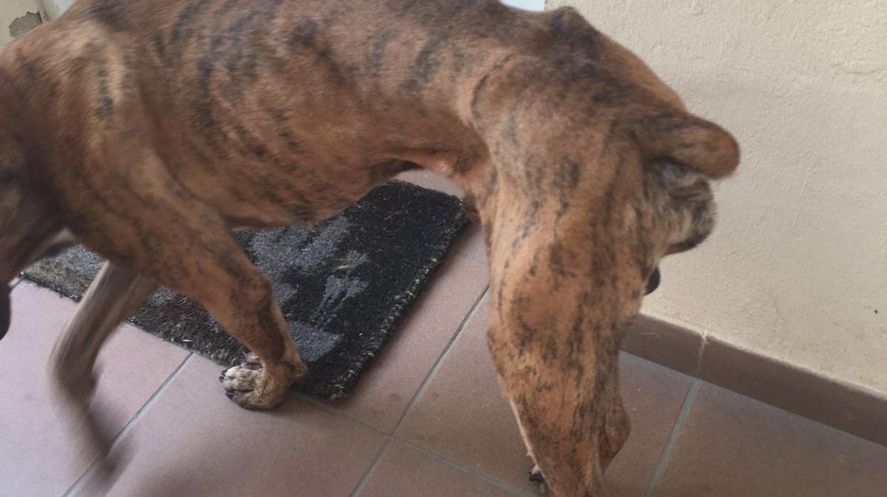 La Policía Local de Castilleja de la Cuesta encontró al perro en los huesos