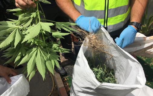 Desmantelado un cultivo de marihuana en pleno centro de El Puerto