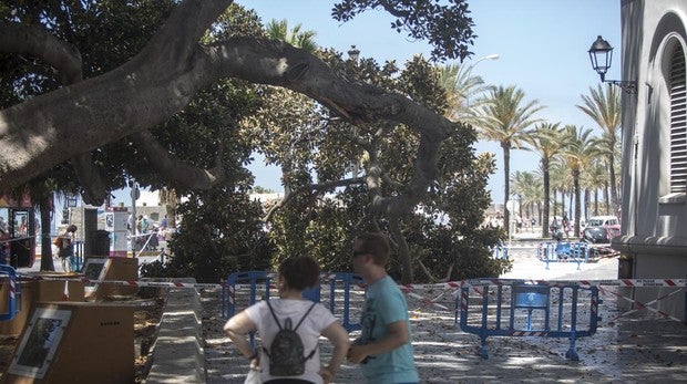 Se desprende una sección de las ramas del ficus del hospital de Mora