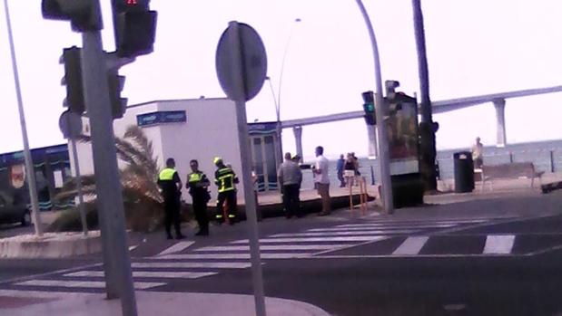 Derriban una palmera datilera en la Avenida de la Bahía por riesgo de desplome