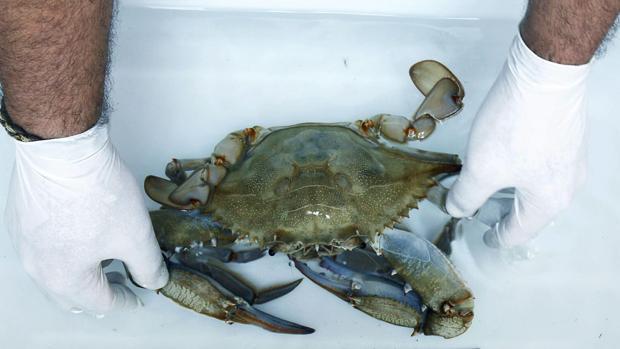 Alertan de la presencia de cangrejo azul en Isla Mayor, una amenaza para la especie autóctona