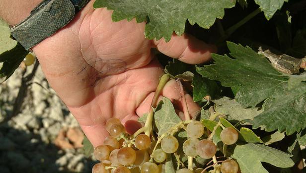 Inquietud por el «hongo desconocido» que pone en peligro el viñedo de Jerez