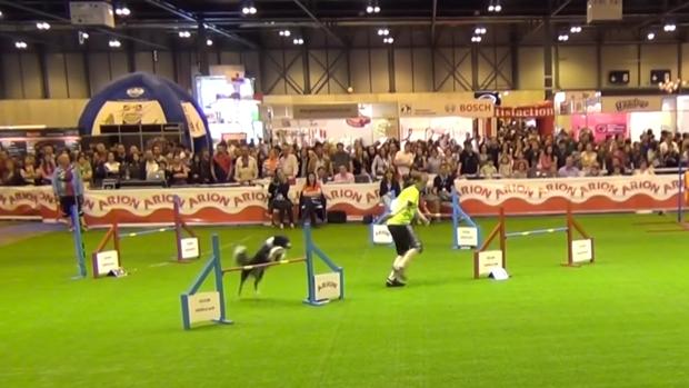 Los Palacios y Villafranca acogerá el V Campeonato de España de Agility