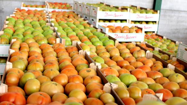 El tomate de Los Palacios y Villafranca batirá este año su récord histórico de producción