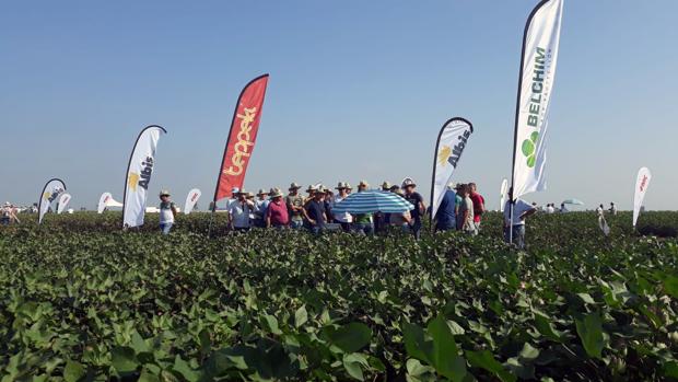 Más de mil agricultores comprueban «in situ» los avances del algodón en Lebrija