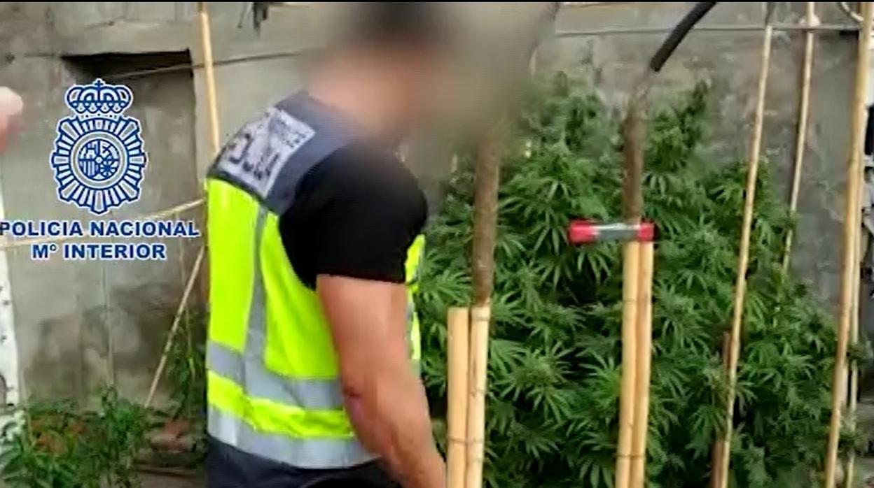 Desmanteladas cinco plantaciones de marihuana y cinco detenidos en La Línea