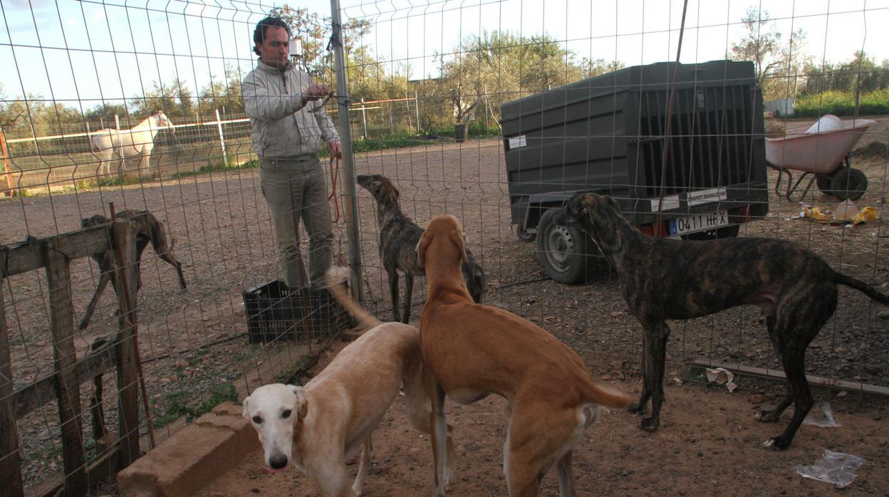 La mixomatosis obliga a traslara el Campeonato Andaluz de Galgos