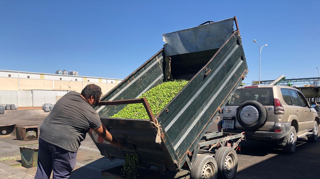 La campaña del verdeo se inició ayer lunes en Arahal con la incertidumbre en los precios