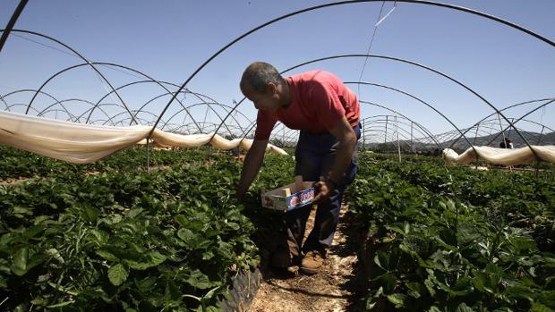 Aprobado el reparto definitivo de las ayudas al campo en Cádiz