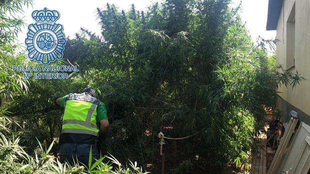 Detienen al propietario de una plantación de marihuana y a los que intentaron robársela