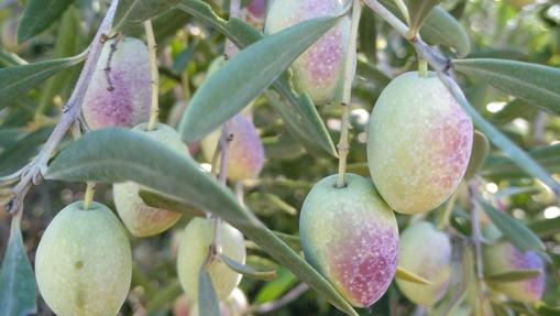 Variedad de la aceituna lechina, popularmente conocida como zorzaleña