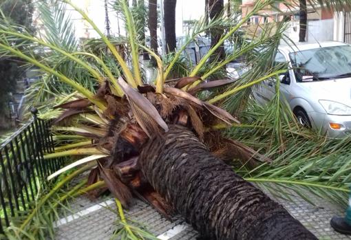 Palmera datilera que ha caído en la Avenida de Bahía Blanca