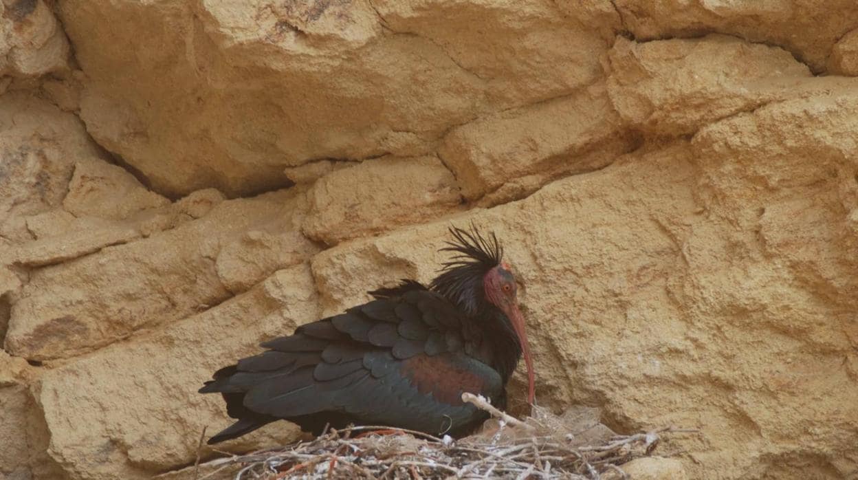 Un ibis eremita en su nido.