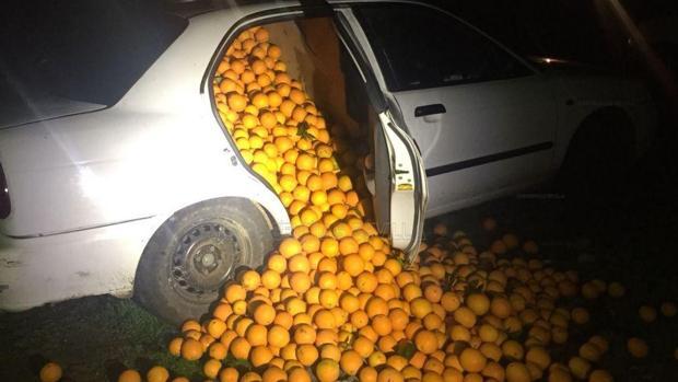 La Guardia Civil detiene a 16 personas por robar supuestamente más de 60.000 kilos de naranjas