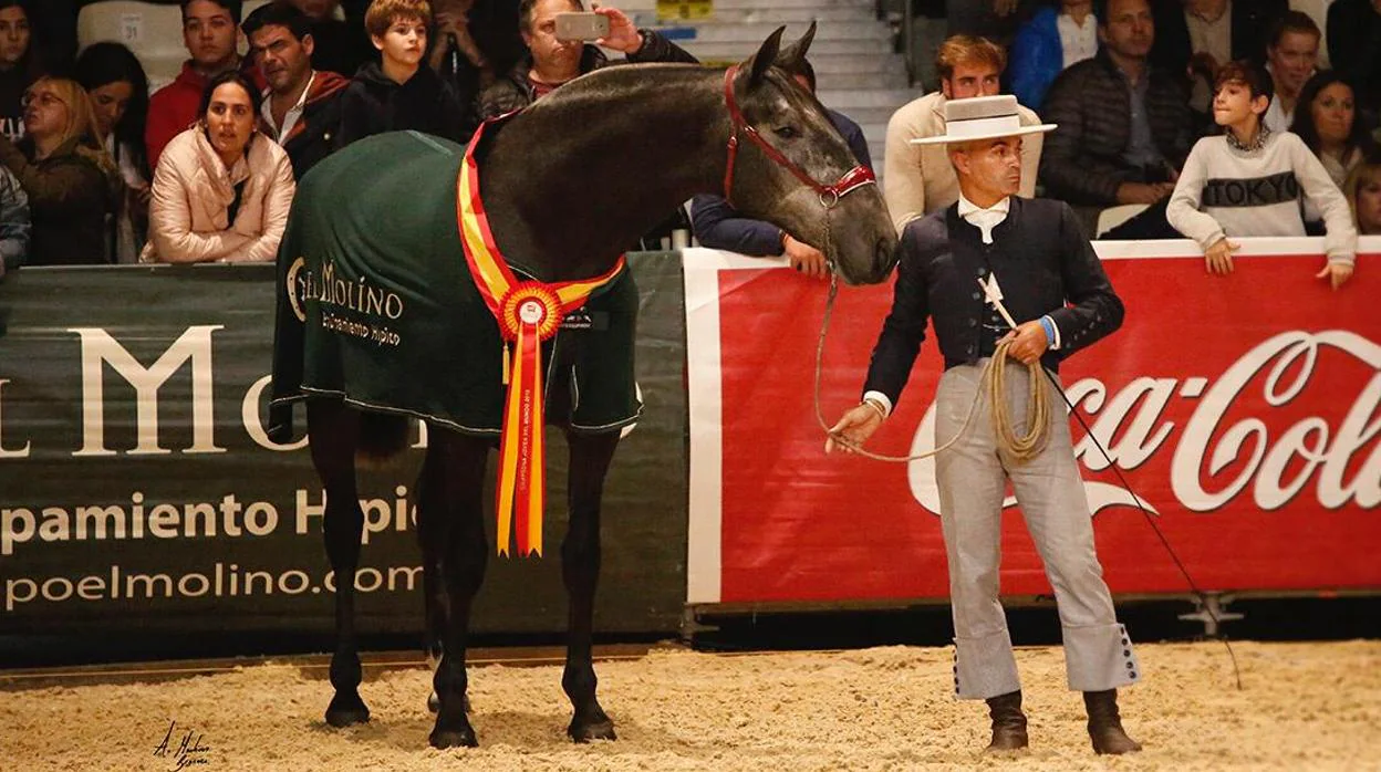 El jinete loreño y presentador de caballos David Marín Risco, durante una prueba en el pasado Sicab