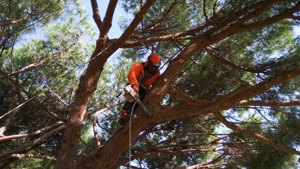 Medio Ambiente comienza los trabajos de poda