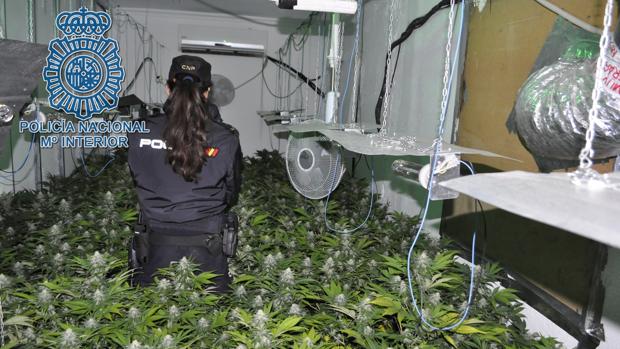 Desmantelada una plantación «indoor» de marihuana en San Juan de Aznalfarache