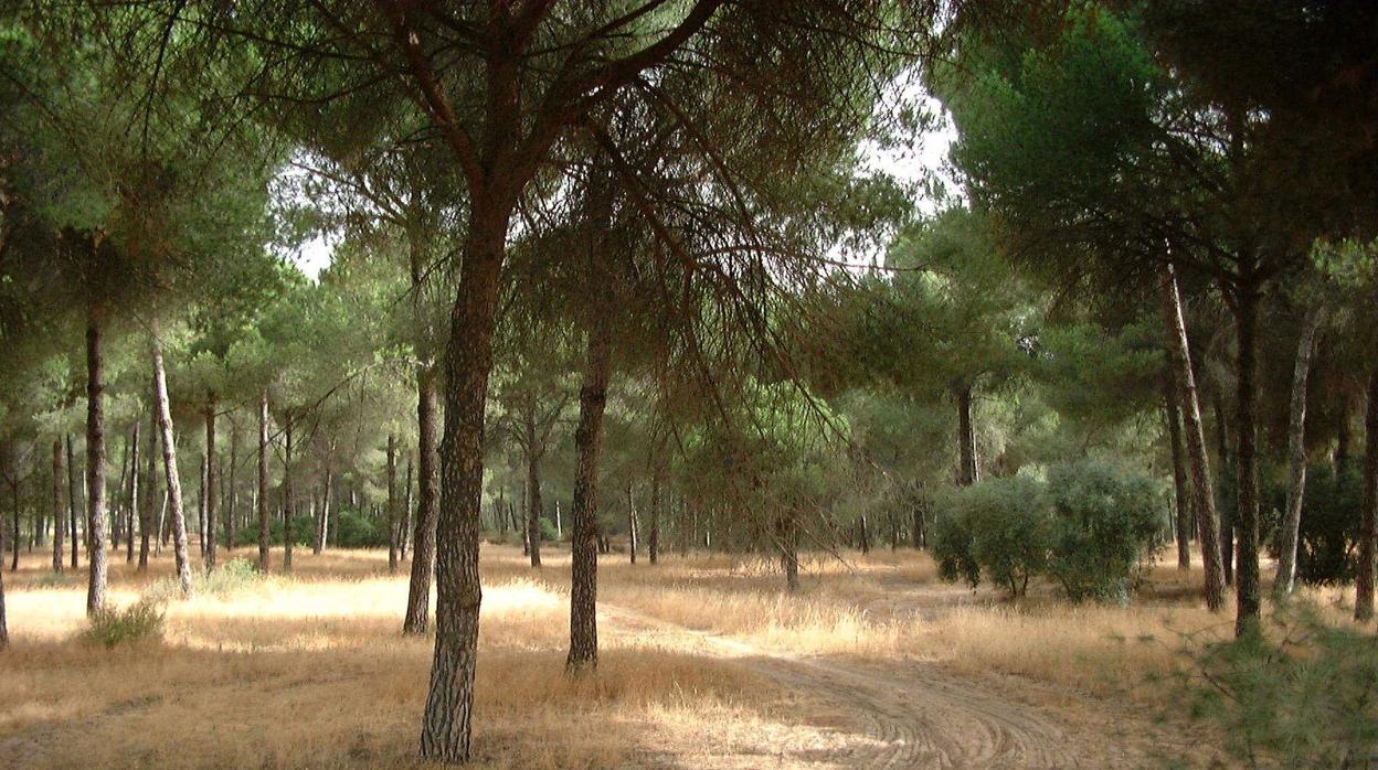 El Pinar de Doña es de las escasas exentensiones de pinos que quedan en el término municipal de Utrera