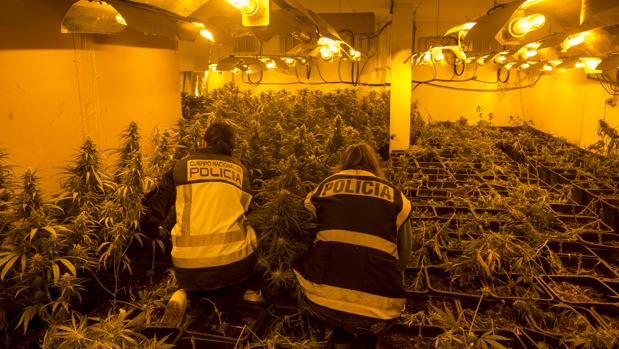 Un 'vuelco' entre traficantes, el detonante del hallazgo de un cultivo de marihuana en Puerto Real