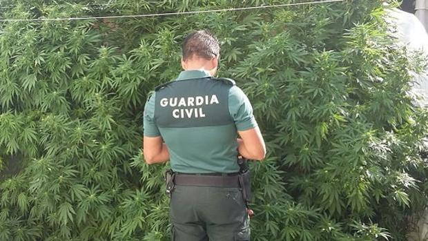 En prisión, dos varones detenidos por la muerte de un joven en La Algaba por el robo de marihuana