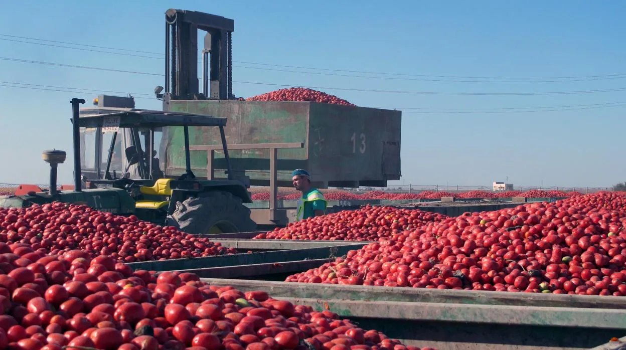 En los meses de verano, la explanada de la cooperativa Las Marismas se llena de contenedores repletos del tomate recolectado