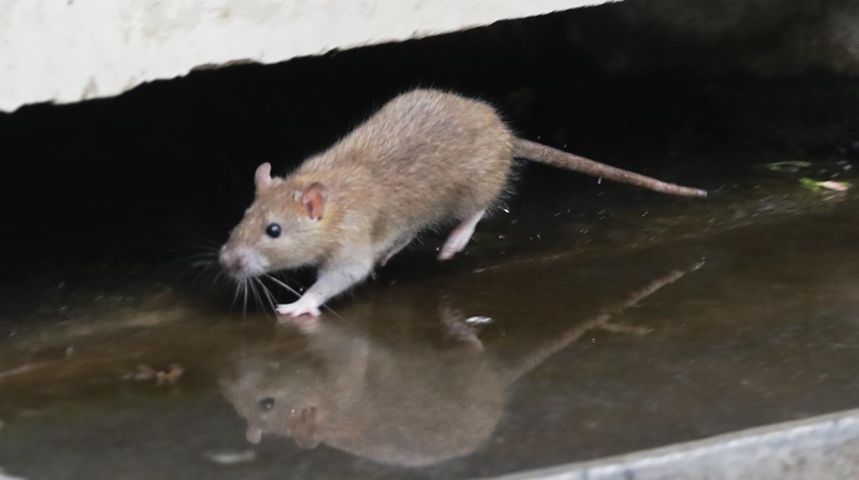 Según los padres, la rata lleva varios días pululando por distintas estancias del colegio