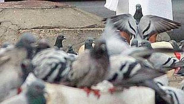 Ciudadanos denuncia que la situación con las palomas en Cádiz es «insostenible»