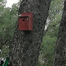 Una caja nido en un pinar