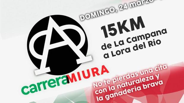 Running y toros en la primera edición de la carrera popular «Miura», entre Lora del Río y La Campana