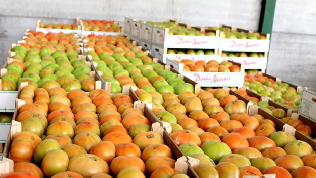 El periodista de ABC Fernando Rodríguez Murube, premiado con el Tomate de Plata en Los Palacios