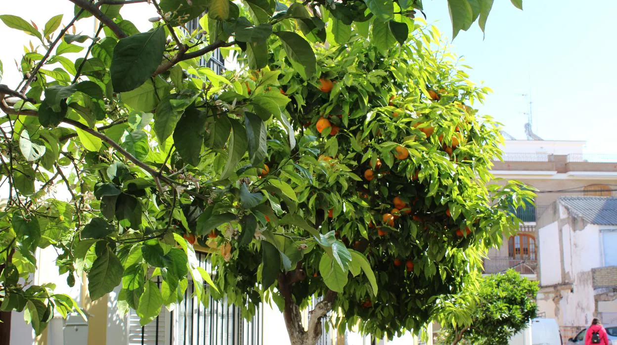 En muchos naranjos de Utrera todavía no se han recogido todos sus frutos