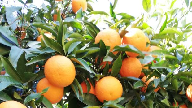 Los estudiantes de Lora del Río llenarán el vaso más grande de España con 1.200 litros de naranjas