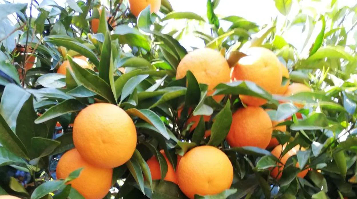 Lora del Río dedica más de 3.000 hectareas a la producción de naranjas