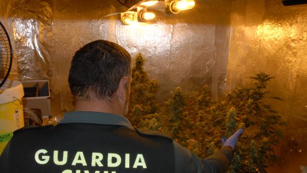 Detenida una pareja en La Puebla de los Infantes por cultivar droga en su vivienda y venderla