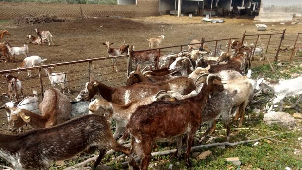 Detienen a un ganadero y el Ayuntamiento de Marchena se hace cargo de sus 150 animales