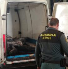 La Guardia Civil intercepta 30 atunes rojos pescados de manera ilegal